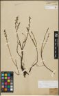 Foto von Salix repens subsp. incubacea (L.) A. Neumann